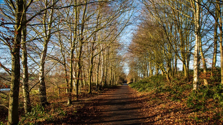 Image shows a pathway besides two rows of bare winter trees.